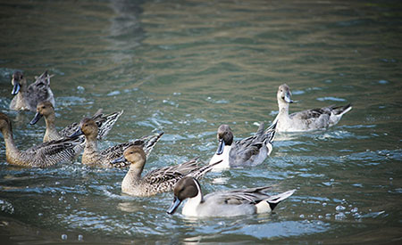 ȫ�Ԅ�(d��ng)��ˎ�b����ô�����B(y��ng)���Uˮ��COD�����D�ģ�